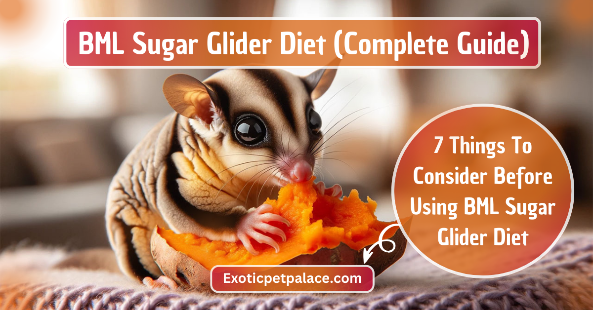 BML Sugar Glider Diet