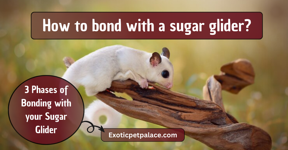 How to bond with a sugar glider