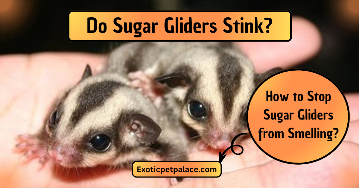 Do Sugar Gliders Stink?