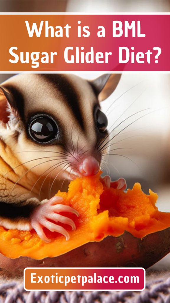 What is a BML Sugar Glider Diet