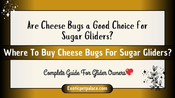 Where To Buy Cheese Bugs For Sugar Gliders?