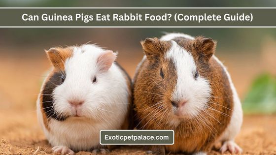 Can Guinea Pigs Eat Rabbit Food