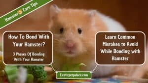 How To Bond With Your Hamster