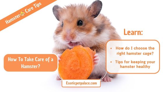 How To Take Care of a Hamster?