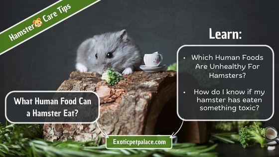 What Human Food Can a Hamster Eat?