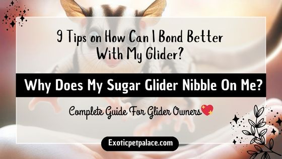 Why Does My Sugar Glider Nibble On Me?