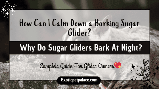 Why Sugar Glider Barking?