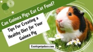 Can Guinea Pigs Eat Cat Food