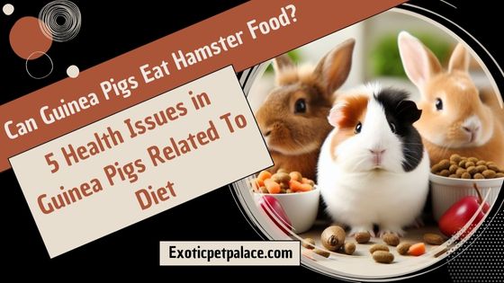 Can Guinea Pigs Eat Hamster Food?