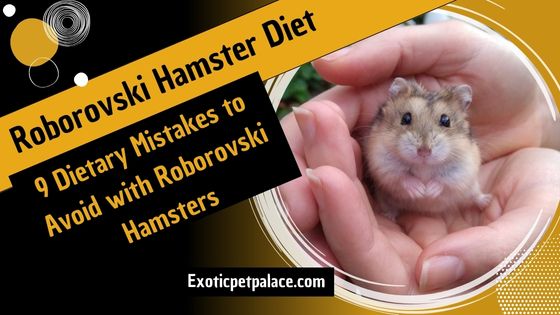 Roborovski Hamster Diet