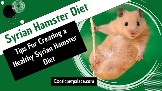 Syrian Hamster Diet