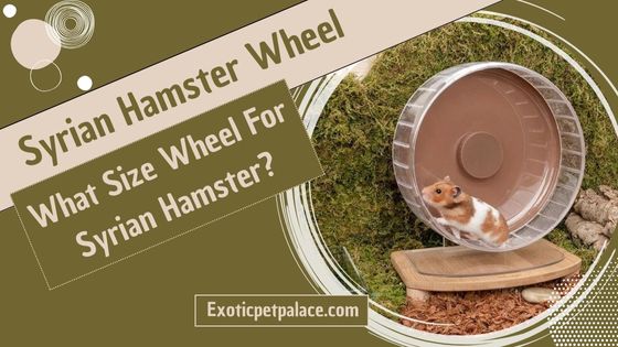 What Size Wheel For Syrian Hamster?