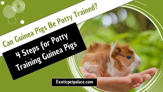 Can Guinea Pigs Be Potty Trained?