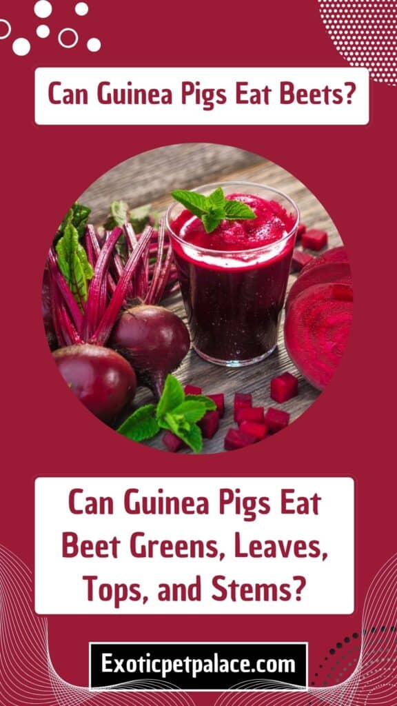 Can Guinea Pigs Eat Beets