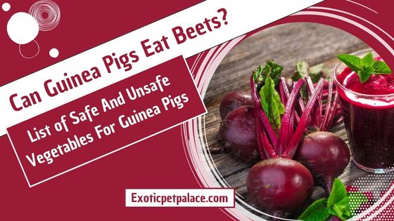 Can Guinea Pigs Eat Beets?