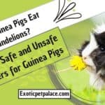 Can Guinea Pigs Eat Dandelions