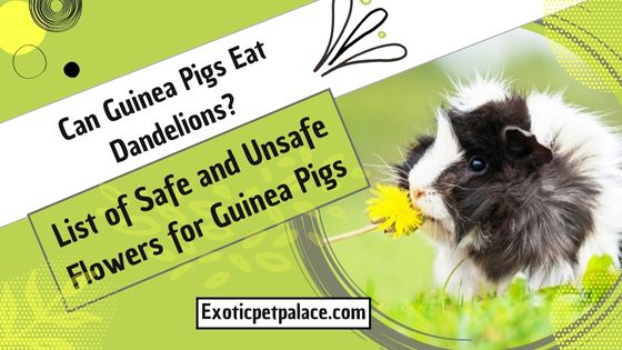 Can Guinea Pigs Eat Dandelions