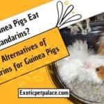 Can Guinea Pigs Eat Mandarins