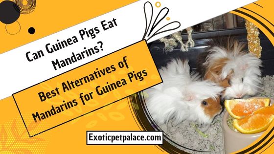 Can Guinea Pigs Eat Mandarins