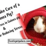 How To Take Care of a Guinea Pig