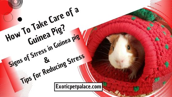 How To Take Care of a Guinea Pig