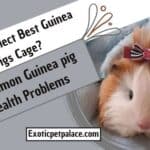 How to Select Best Guinea Pigs Cage