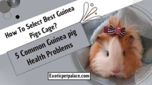 How to Select Best Guinea Pigs Cage