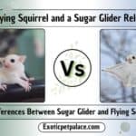 Is a Flying Squirrel and a Sugar Glider Related