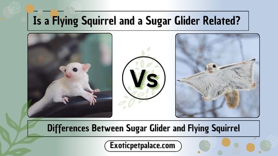 Is a Flying Squirrel and a Sugar Glider Related