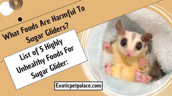 What Foods Are Harmful To Sugar Gliders